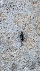 Kuschelina gibbitarsa