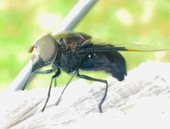 Copestylum mexicanum