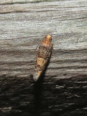 Eucopina tocullionana