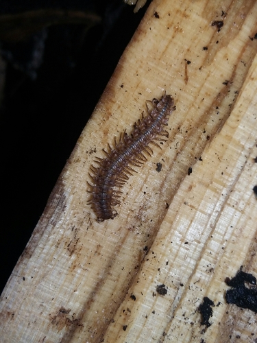 Polydesmidae