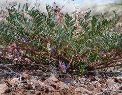 Astragalus allochrous