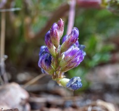 Astragalus allochrous