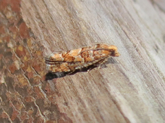 Eucopina tocullionana