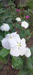 Catharanthus roseus