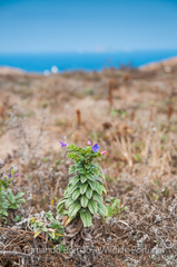 Echium rosulatum davaei