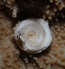 Conus pulicarius