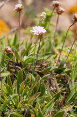 Armeria berlengensis