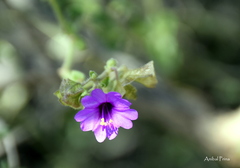 Mirabilis ovata
