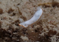 Goniobranchus verrieri