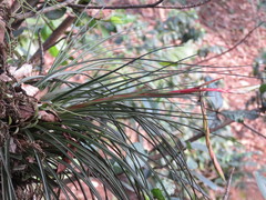 Tillandsia tricolor