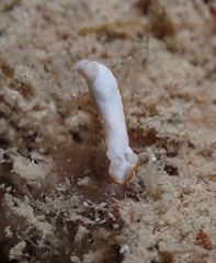 Goniobranchus verrieri