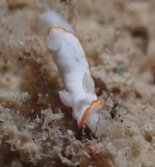 Goniobranchus verrieri