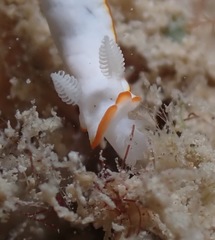 Goniobranchus verrieri