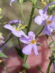 Chaenostoma caeruleum