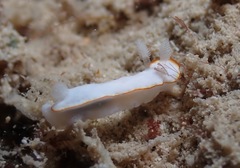 Goniobranchus verrieri