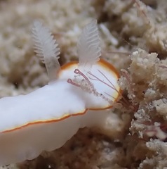 Goniobranchus verrieri