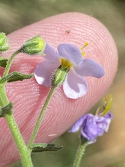 Chaenostoma caeruleum