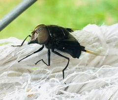 Copestylum mexicanum