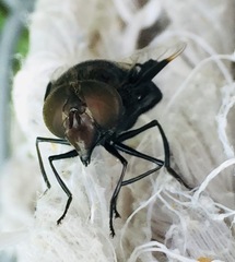 Copestylum mexicanum