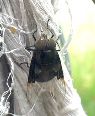 Copestylum mexicanum