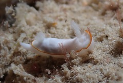 Goniobranchus verrieri