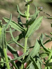 Chaenostoma caeruleum