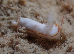 Goniobranchus verrieri