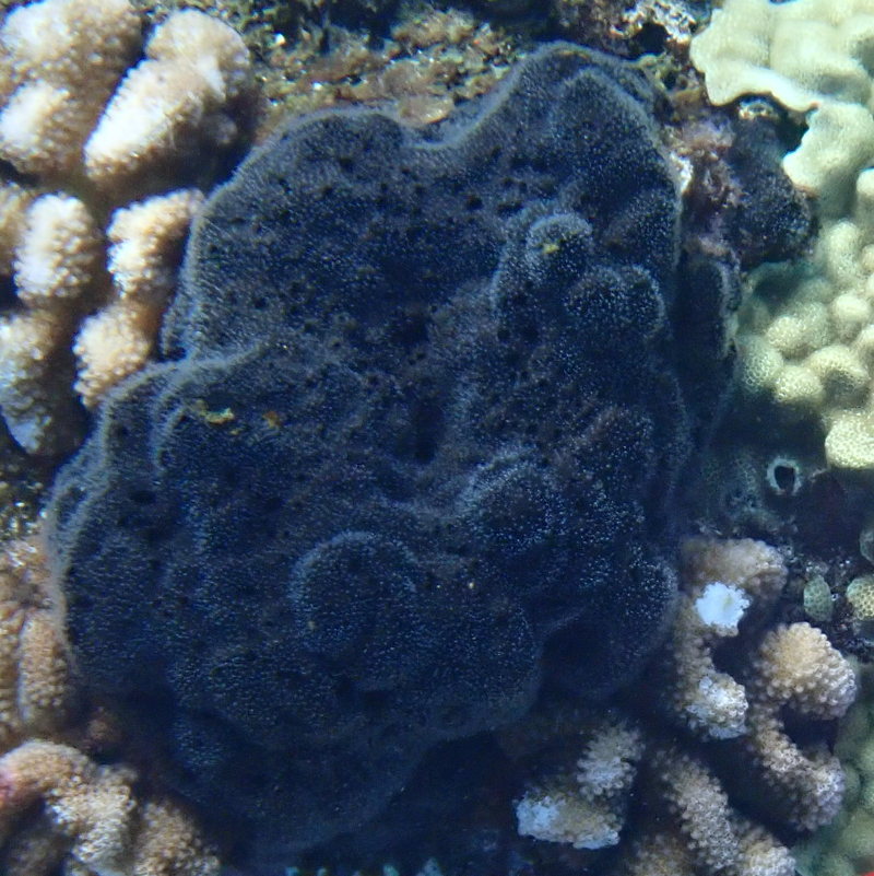 Spongia oceania