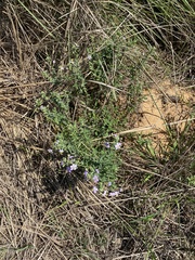 Chaenostoma caeruleum