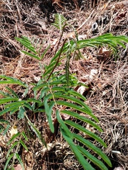 Paraserianthes