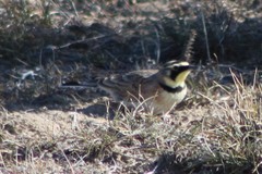 Eremophila alpestris merrilli