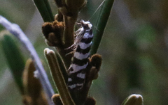 Paracochylis amoenana