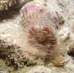 Calliactis polypus