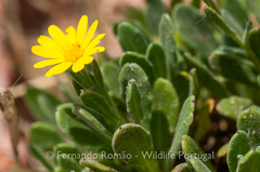 Calendula suffruticosa algarbiensis