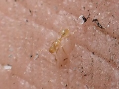 Solenopsis pergandei