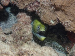 Gymnothorax undulatus