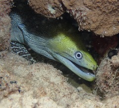 Gymnothorax undulatus