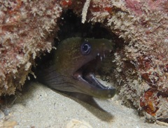 Gymnothorax undulatus