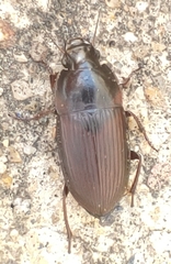 Anisodactylus rusticus