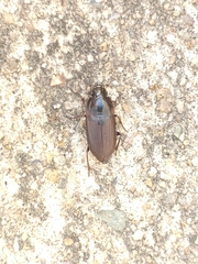 Anisodactylus rusticus