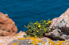 Calendula suffruticosa algarbiensis