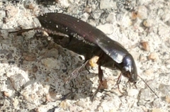 Anisodactylus rusticus