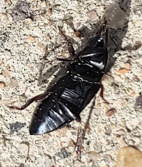 Anisodactylus rusticus