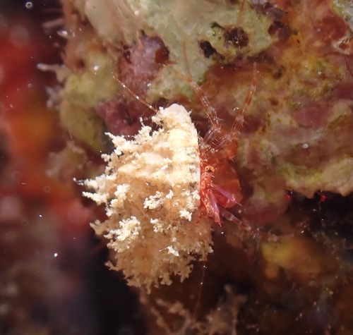 Anapagrides reesei observed 2022-03-18
