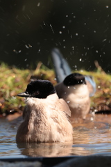 Iberian Magpie photo 6