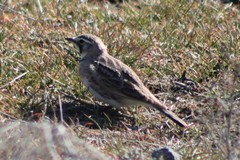 Eremophila alpestris merrilli