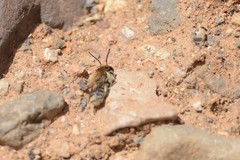 Megachile binominata