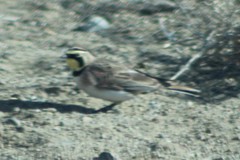 Eremophila alpestris merrilli