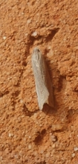 Eucosma ambodaidaleia