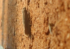 Eucosma ambodaidaleia